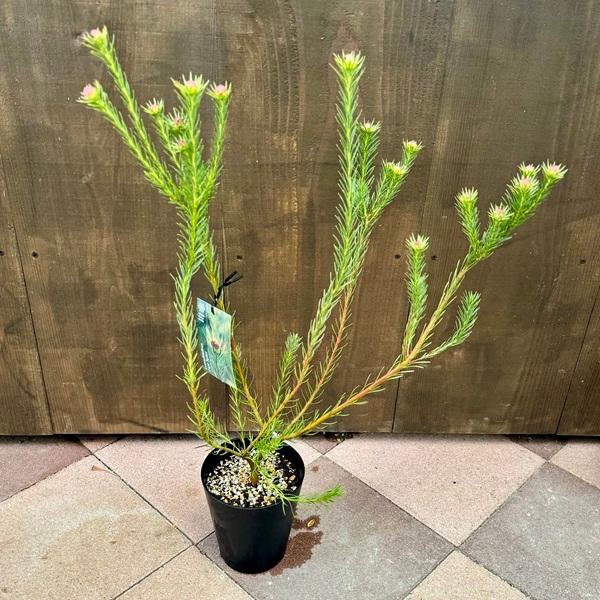 バンクシア　スペシオーサ　5号（プロテア、グレビレア、リューカデンドロン） バンクシア スペシオーサ 5号（プロテア、グレビレア、リューカ