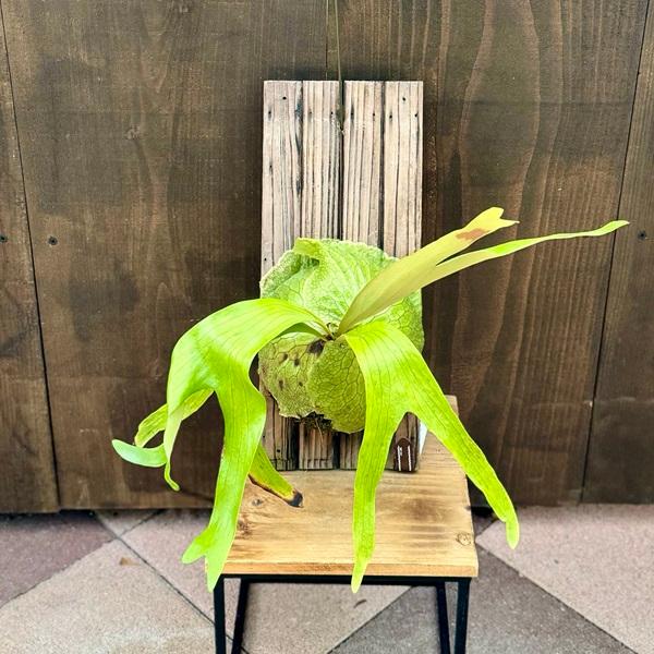 おしゃれ 観葉植物：ビカクシダ コウモリラン ホーンズサプライズ 板