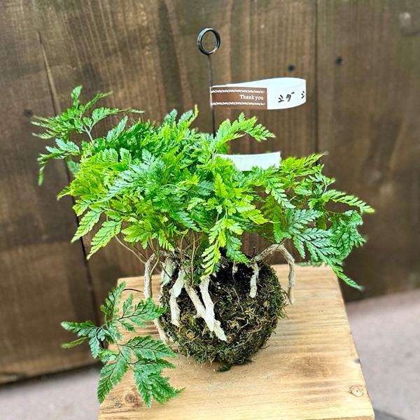 シダ植物 観葉植物：吊りトキワシノブ 苔玉* : 遊恵盆栽 Yahoo!店