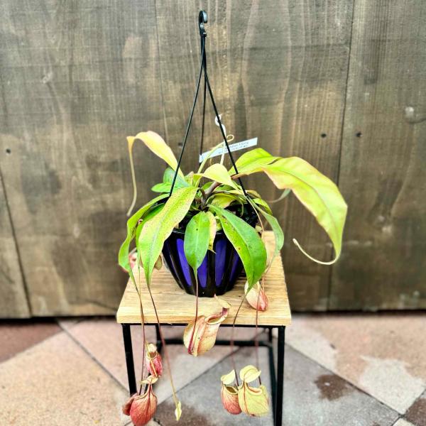 希少品種 観葉植物 食虫植物：ウツボカズラ ネペンテス