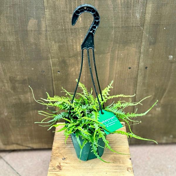 おしゃれ 観葉植物：アスプレニウム エベノイデス*4号吊り鉢 ドラゴン