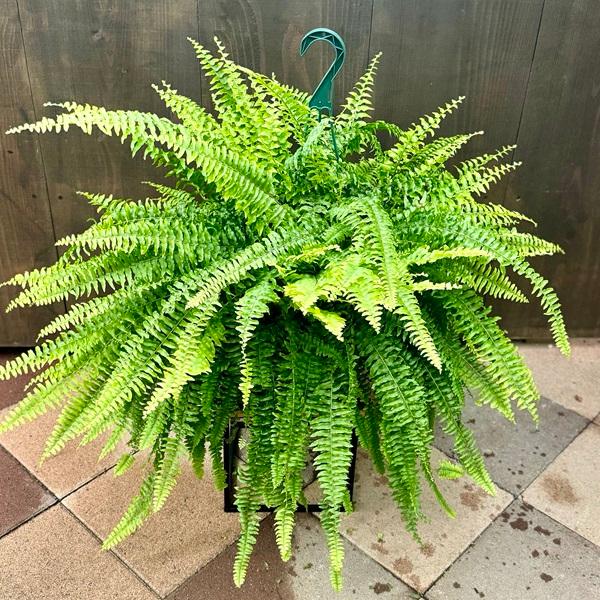 おしゃれ 観葉植物：ネフロレピス ブルーベル*8号吊り鉢 : 遊恵盆栽