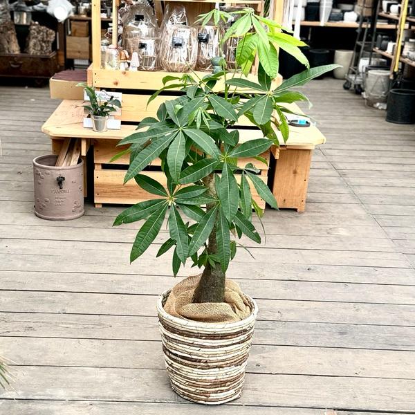 おしゃれ 観葉植物：パキラ 朴 鉢カバー*麻布付 大型佐川便配送 : 遊恵