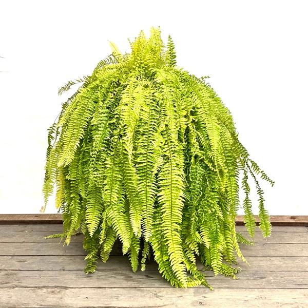 観葉植物：ネフロレピス ハッピーマーブル*鉢植え タマシダ 大型佐川