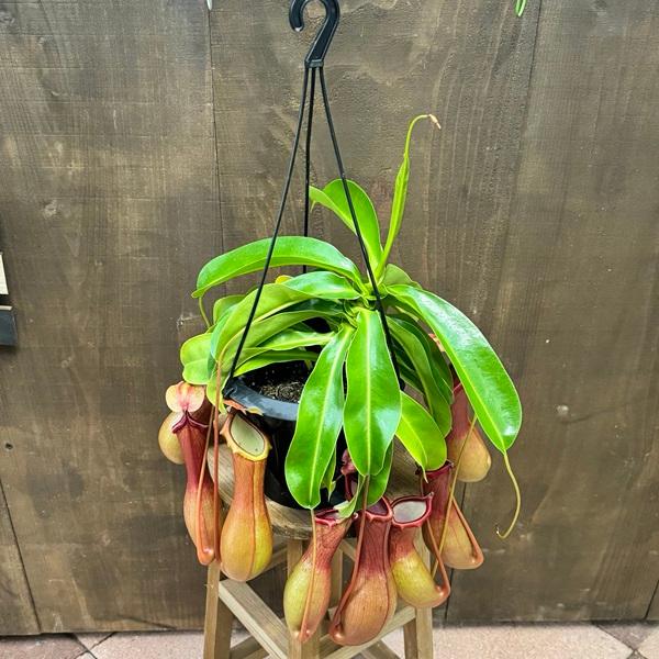 希少品種 観葉植物 食虫植物：ウツボカズラ ネペンテス ベントラータ