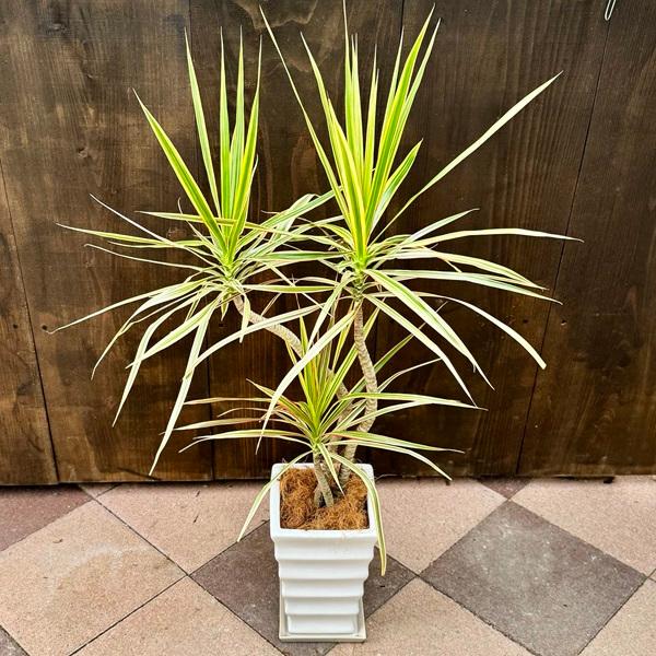 おしゃれ 観葉植物：ドラセナ コンシンネ トリカラー 鉢植え*受皿付