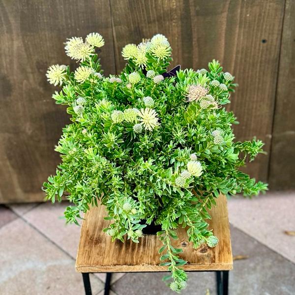 リューコスペルマム　HULLABALOO リューコスペルマム HULLABALOO