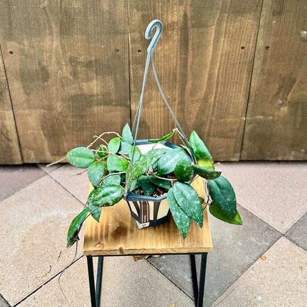 おしゃれ 観葉植物：ホヤ カウダータ スマトラ*5号吊り鉢 : 遊恵盆栽