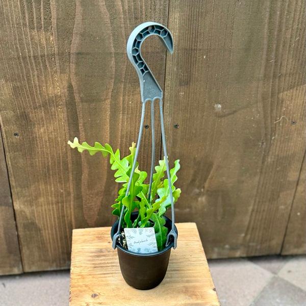 おしゃれ 観葉植物：エピフィラム アングリガー*3.5号吊り鉢