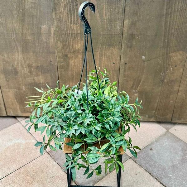 おしゃれ 観葉植物：ペペロミア プテオラータ*5号 吊り鉢 : 遊恵盆栽 