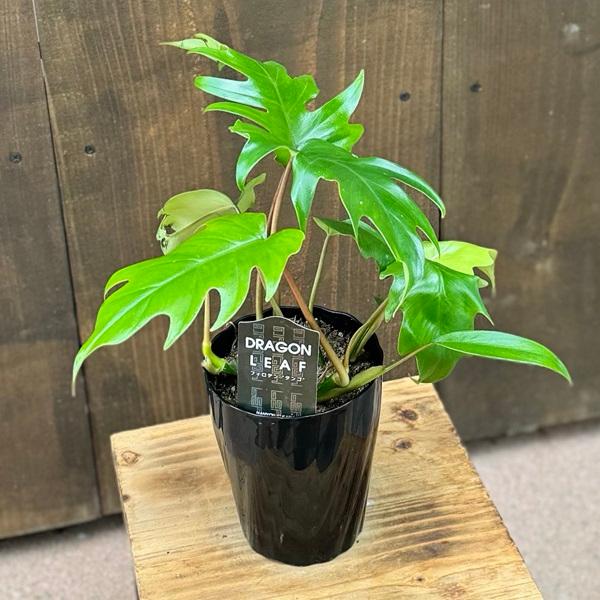 おしゃれ 観葉植物：フィロデンドロン タンゴ*プラポット : 遊恵盆栽
