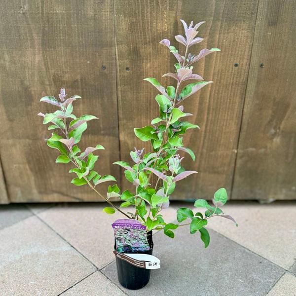 観葉植物 鉢花 苗：西洋ニンジンボク プルプレア*3号 : 遊恵盆栽