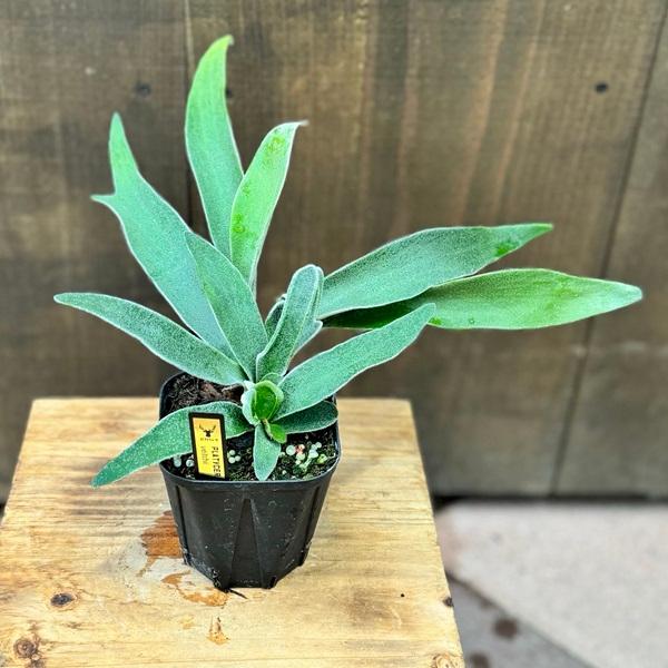 おしゃれ 観葉植物：ビカクシダ コウモリラン ベイチー*ビーチー 3.5号