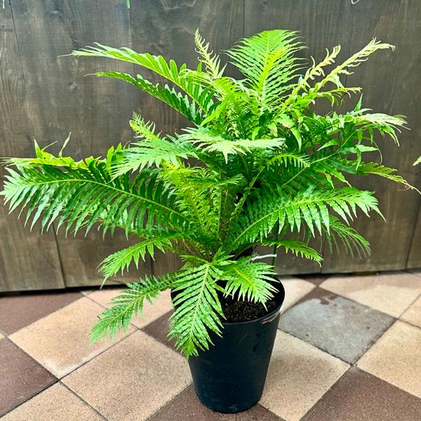 おしゃれ 観葉植物 西洋シダ植物：ブレクナム シルバーレディー*黒