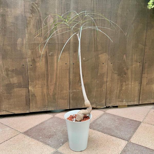 おしゃれ 観葉植物:ブラキキトン ボトルツリー*プラポット 5号 おしゃれ 観葉植物:ブラキキトン ボトルツリー*プラポット 5号