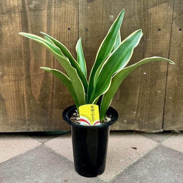 完売　　縁起植物＊希少苗＊大株【斑入りオモト＊万年青】つぼみあり＊新芽どっさり Amazon｜縁起物万年青おもとオモト鉢植え宝船 宗石1鉢5号サイズ