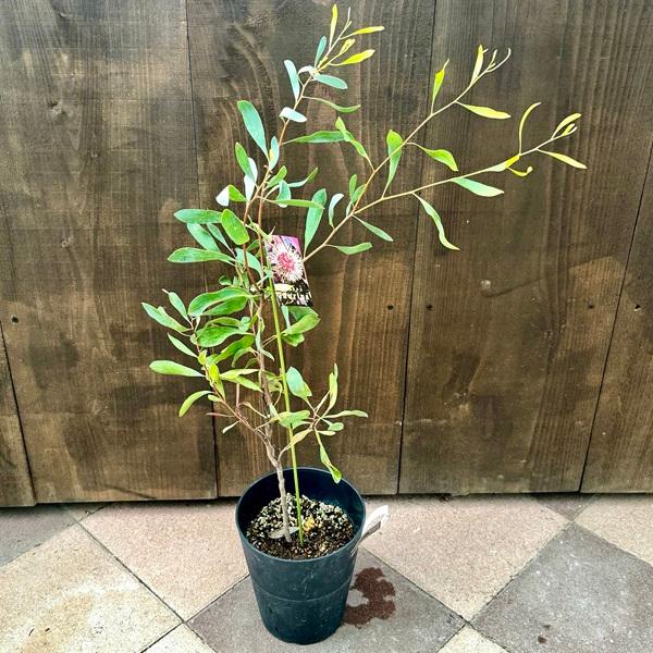 ハケア　ラウリナ　蕾付き　オージープランツ 花苗 観葉植物：ハケアラウリナ*6号 ハケアローリーナ ピンクッション