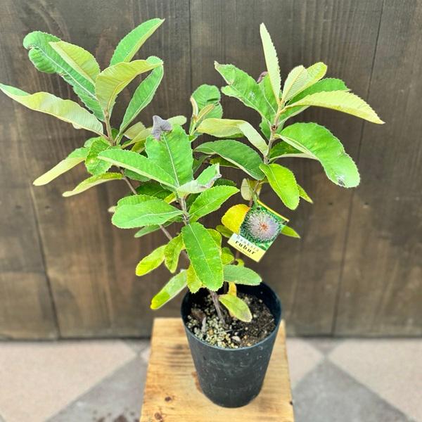 観葉植物 鉢花 苗：バンクシア ロブル*スワンプバンクシア 5号