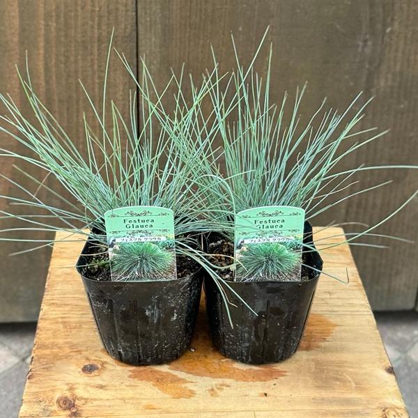 フェスツカグラウカ 苗 スティパイチュー苗 小苗 set 観葉植物 苗 グラス：フェスツカ グラウカ 2個セット*ウシノケグサ