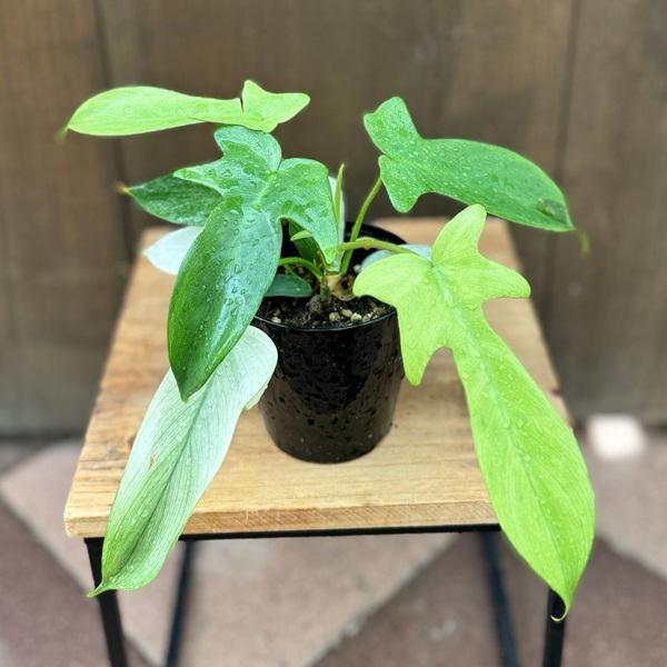 おしゃれ 観葉植物：フィロデンドロン フロリダ*4号 : 遊恵盆栽 Yahoo