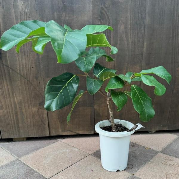 おしゃれ 観葉植物：フィカス アフリカンプリンス*7号プラポット