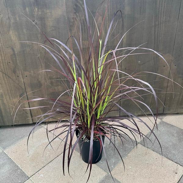 特大ペニセツム  セタケウム ☆パープルファウンテン☆入荷しました♪ 特大ペニセツム セタケウム ☆パープルファウンテン☆入荷しました♪