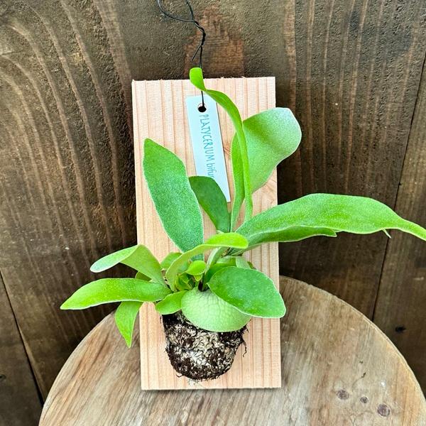おしゃれ 観葉植物：ビカクシダ コウモリラン ビフルカツム 板