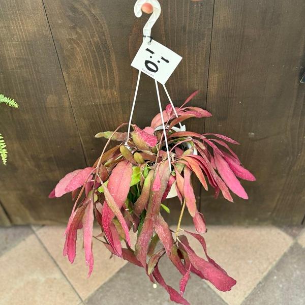 おしゃれ 観葉植物：リプサリス ラムローサ レッドコーラル*5号