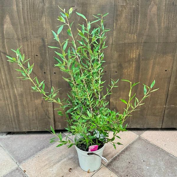 花苗 観葉植物：グレビレア スプレンダー*オージープランツ Grevillea