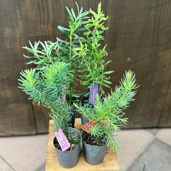 鉢花 観葉植物 選べる：リューカデンドロン*3号 ポンデンス ジェイド