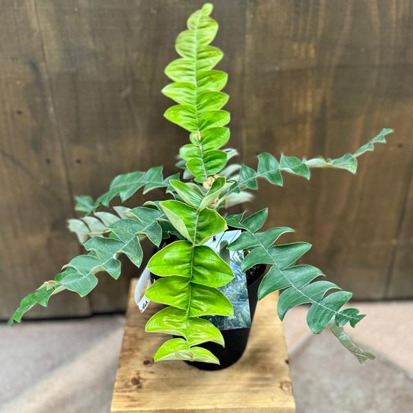 観葉植物 鉢花 苗：バンクシア グランディス*5号 Banksia Grandis
