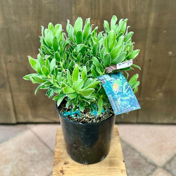鉢花 観葉植物：リューカデンドロン グクラ*7号 リュウカデンドロン