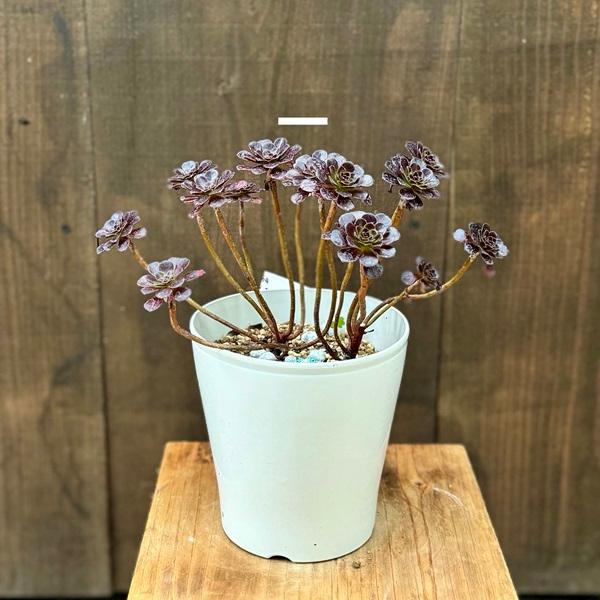 おしゃれ 観葉植物：アエオニウム レッドサン*5号プラポット Red Sun