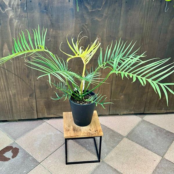 おしゃれ 観葉植物：フィロデンドロン ビピタツム 鉢植え*ビピンナティ