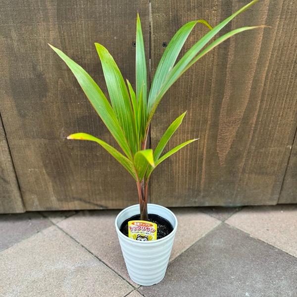 おしゃれ 観葉植物：トックリヤシ*4号 セラアート : 遊恵盆栽 Yahoo!店