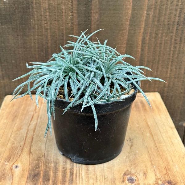 おしゃれ 観葉植物：ディッキア コリスタミネア*3号 プラポット : 遊恵