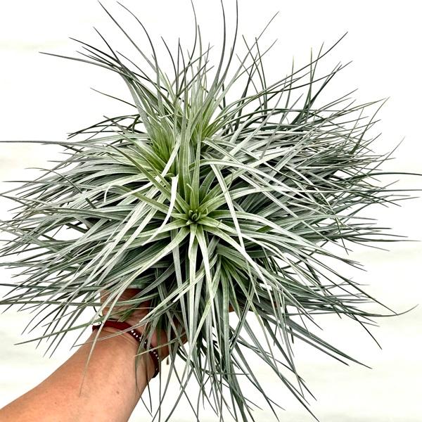 おしゃれ 観葉植物 エアープランツ：チランジア ストリクタ シルバー