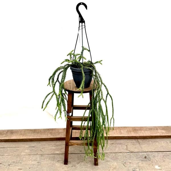 おしゃれ 観葉植物：フペルジア カリナータ ブルークライ*5号吊り