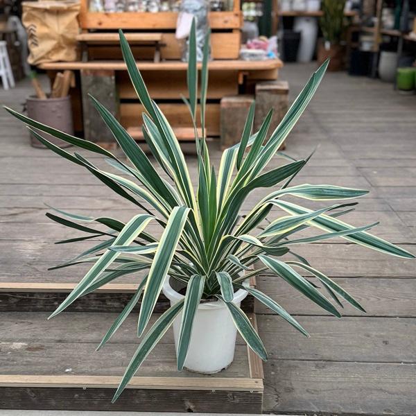 おしゃれ 観葉植物：斑入りユッカ グロリオサ*バリエガータ 8号 : 遊恵