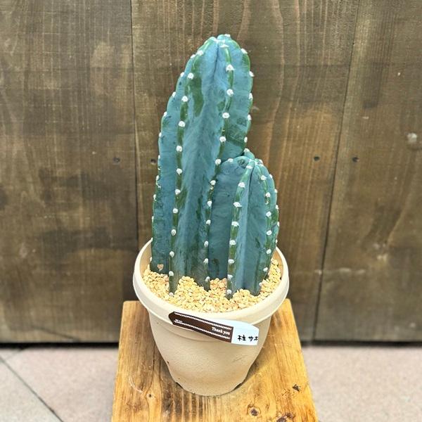 おしゃれ 観葉植物：柱サボテン*6号プラポット : 遊恵盆栽 Yahoo!店