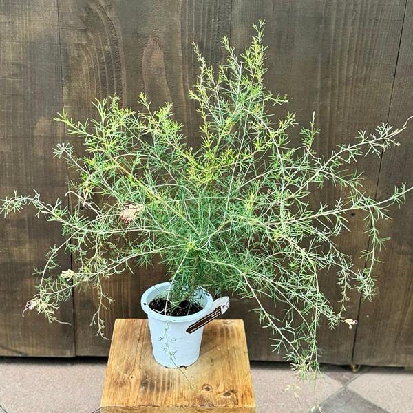 花苗 観葉植物：グレビレア センパフローレンス*4寸 オージープランツ