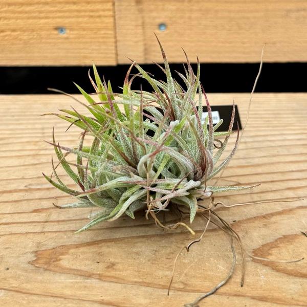 おしゃれ 観葉植物 エアプランツ：チランジア イオナンタ クランプ 
