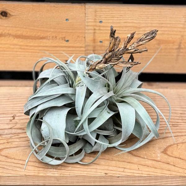 おしゃれ 観葉植物 エアープランツ：チランジア