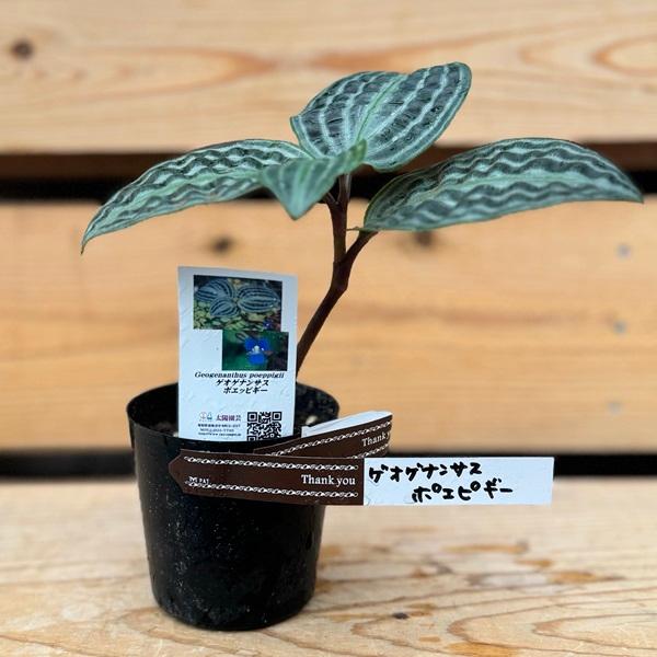 おしゃれ 観葉植物：ゲオゲナンサス ポエピギー*ゲオゲナンツス