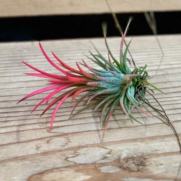 観葉植物 エアープランツ：チランジア イオナンタ フエゴ*エアプランツ