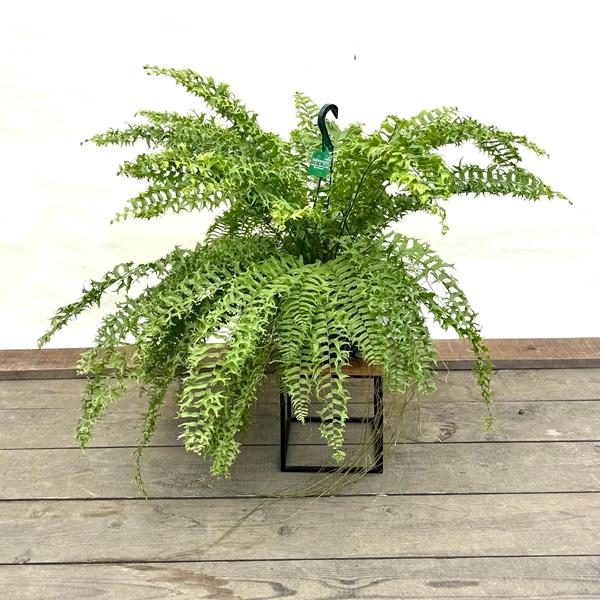 希少　シダ　観葉植物　ネフロレピス　フィッシュテール おしゃれ 観葉植物：ネフロレピス フィッシュテール*7号吊り鉢