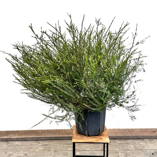 おしゃれ 観葉植物 苗 花苗 鉢花：メラレウカ コットンキャンディ*8号