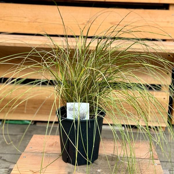 観葉植物 苗 グランドカバー グラス：カレックス ブロンズフォーム