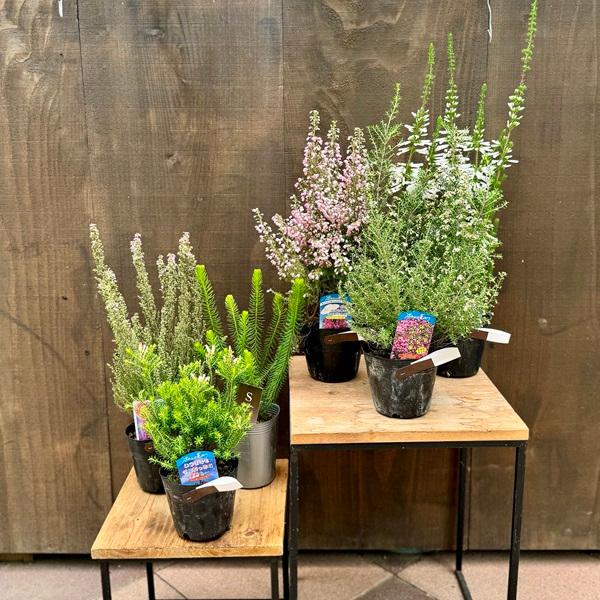 観葉植物 花木 ガーデニング：エリカ*品種選べます