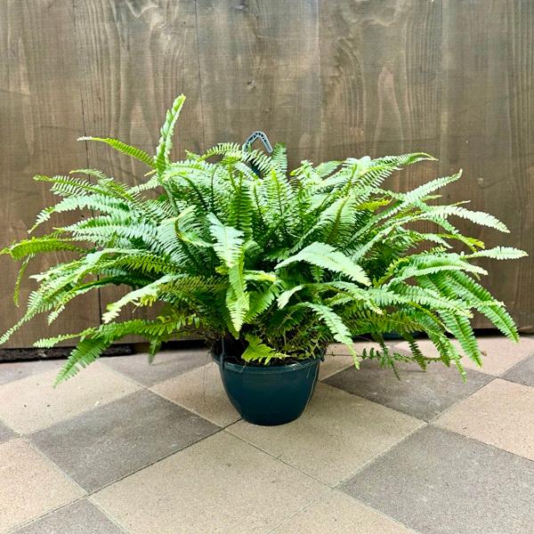 おしゃれ 観葉植物：ネフロレピス タマシダ*8号吊り : 遊恵盆栽 Yahoo